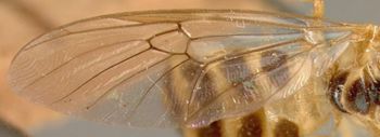 Media type: image;   Entomology 12538 Aspect: wing